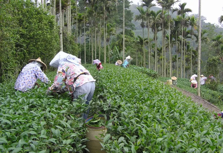 採茶季，來自村里各家的賢內助