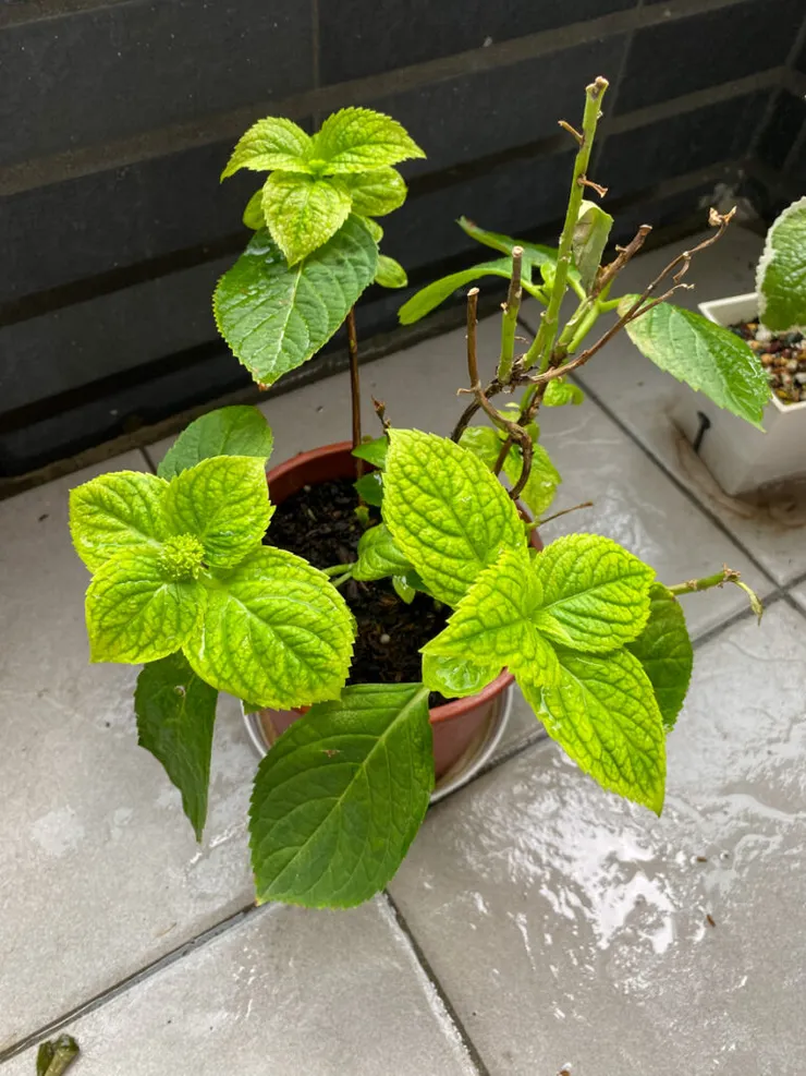 含苞待放的繡球花