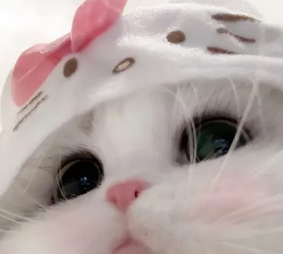 小貓的貓窩⋆⑅˚₊