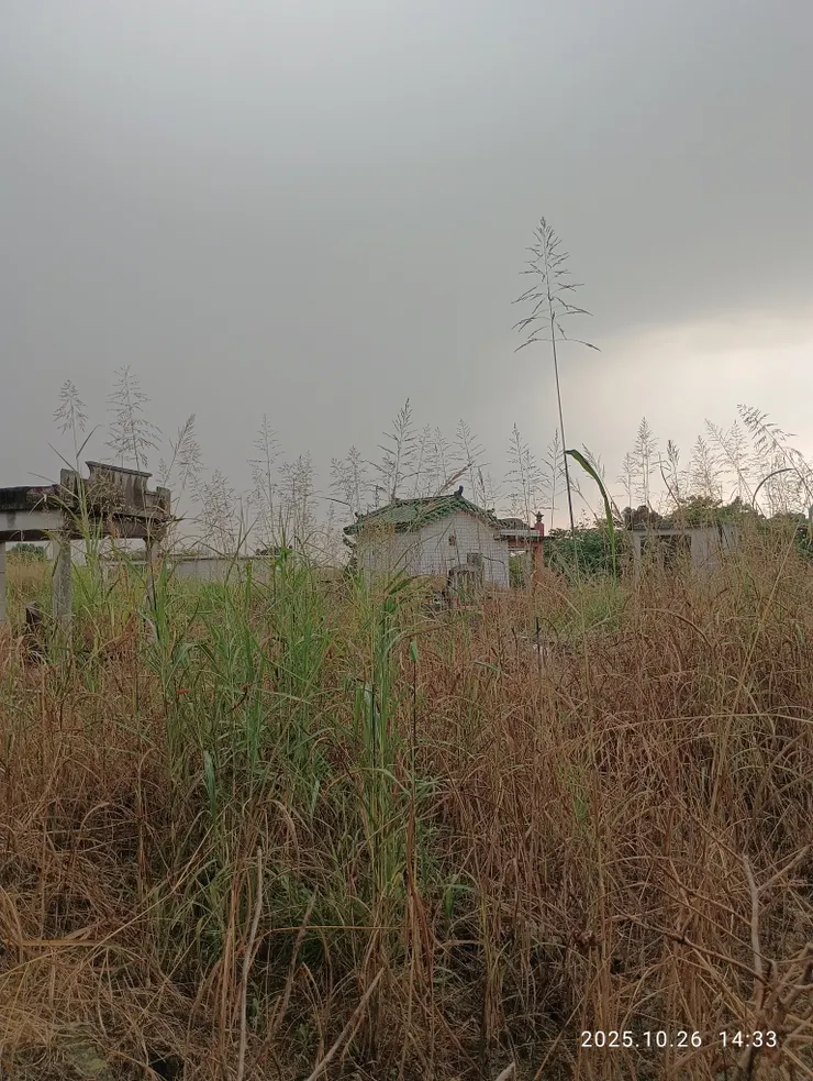 離明年清明還半年，禾科雜草萋萋萋