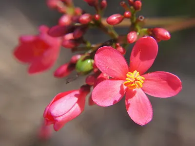 src