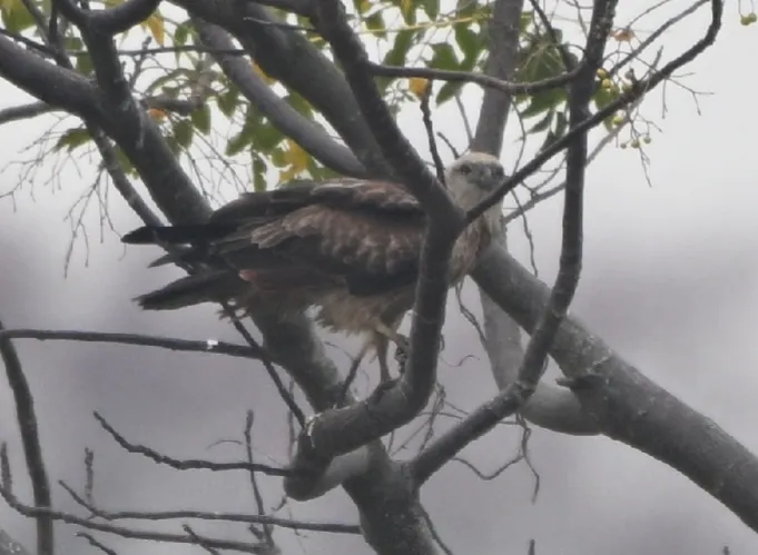 朋友用了其他師兄借出的鏡頭拍攝