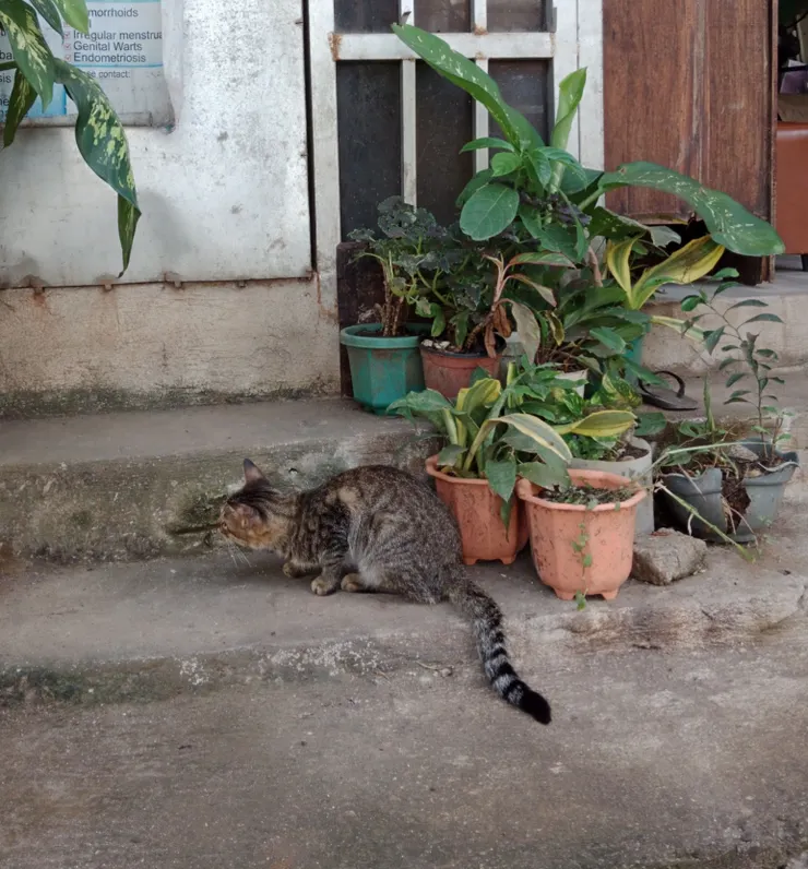 菲律賓路邊貓貓