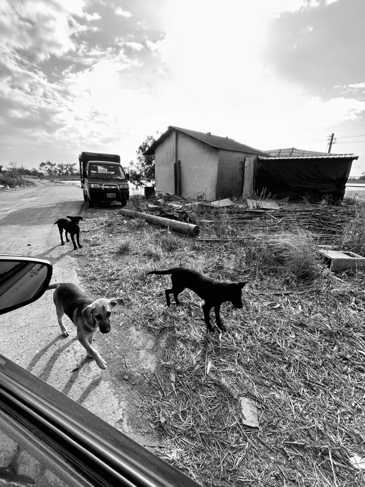 本來要下車,但是不敢走過去,雖然狗狗看似很友善