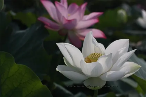 有「花中君子」之稱的荷花,古籍中記載相當多的飲饌情趣
