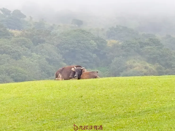 下午氣溫突然變冷,回程看到小牛依偎在大牛旁邊。