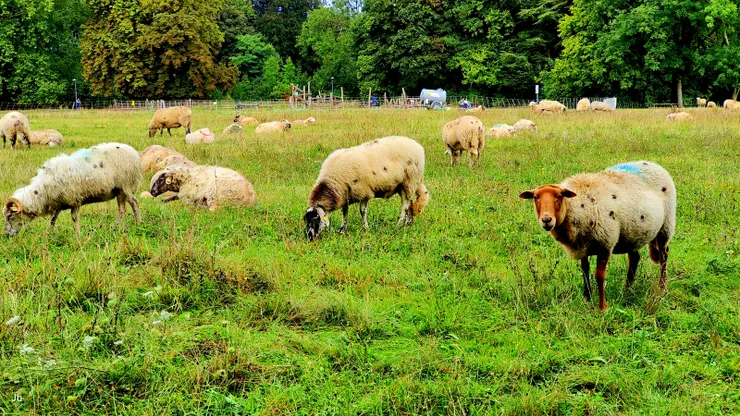 【河流草地池塘森林與沃邦城堡 有兒童嬉戲市民慢跑綿羊吃草】
