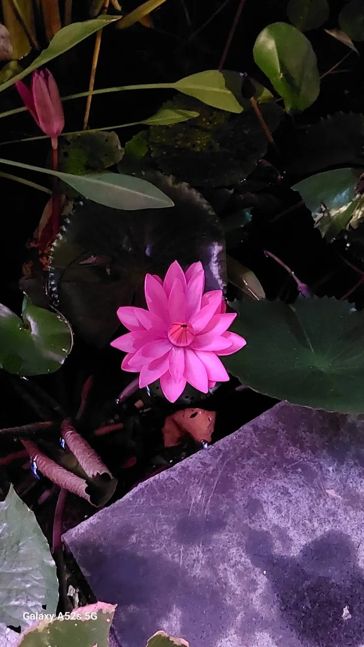 太太三星A52S手機拍照