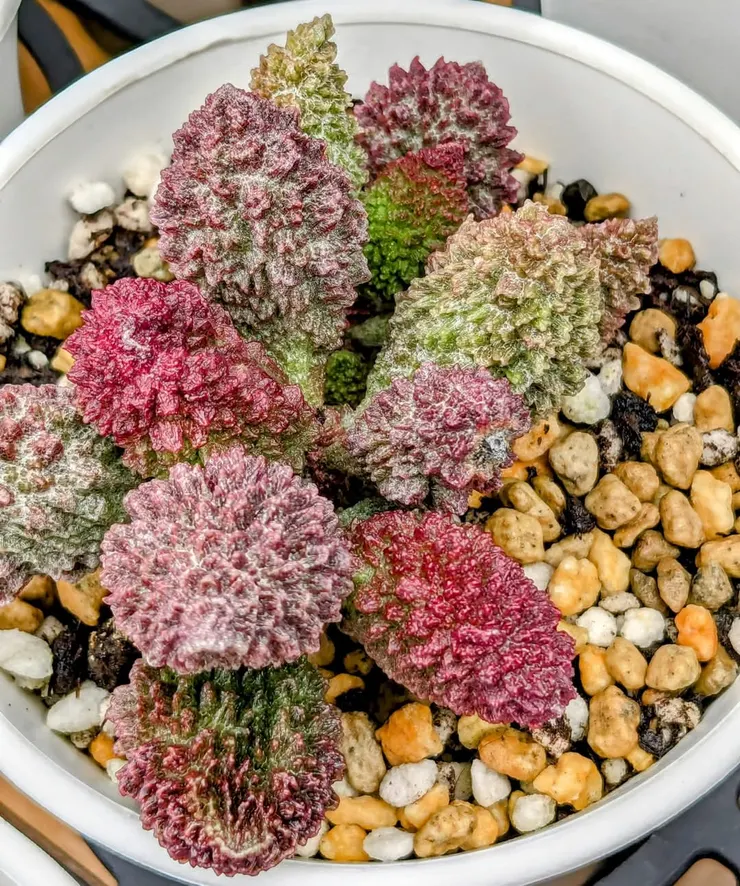 媽媽的療癒花園，能量飽滿，好運到😃☘️✌️