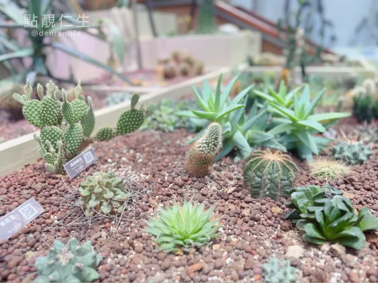 殺手機容量的多肉區｜台北典藏植物園