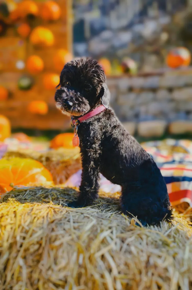 點兒當然也一起！！