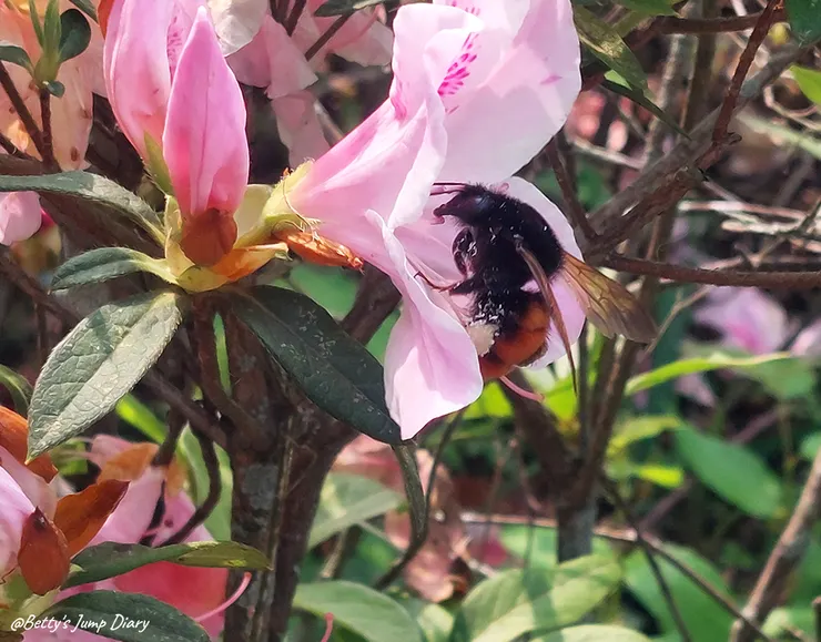 ▲桃園大溪橋/圖片來源：Betty's Jump Diary