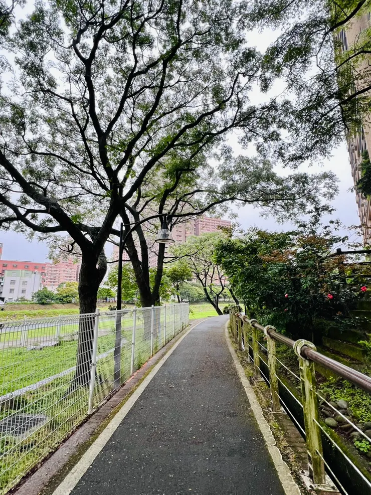 苦楝花瓣飄落滿地，落英繽紛