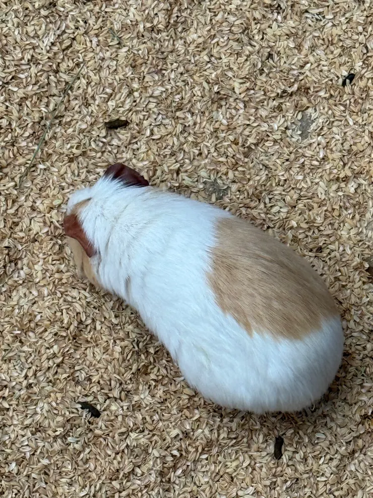 2026/04/25 天竺鼠