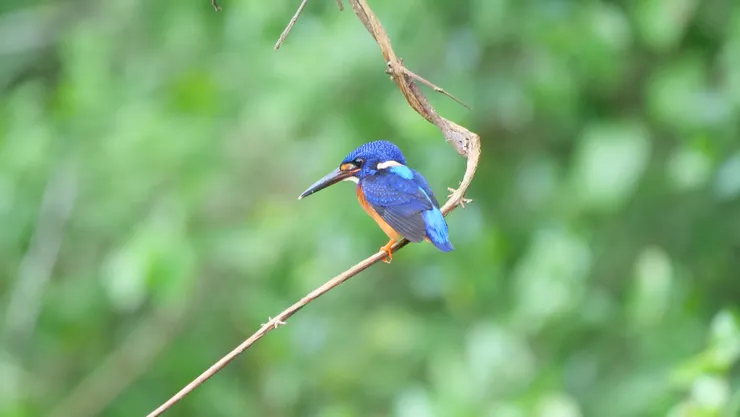 這是藍耳翠鳥，顔色比普通翠鳥深，有低調的寶藍披肩