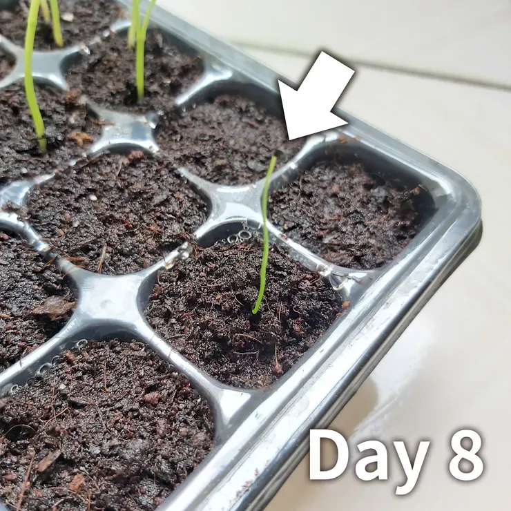 種子和土壤在照片中融為一體