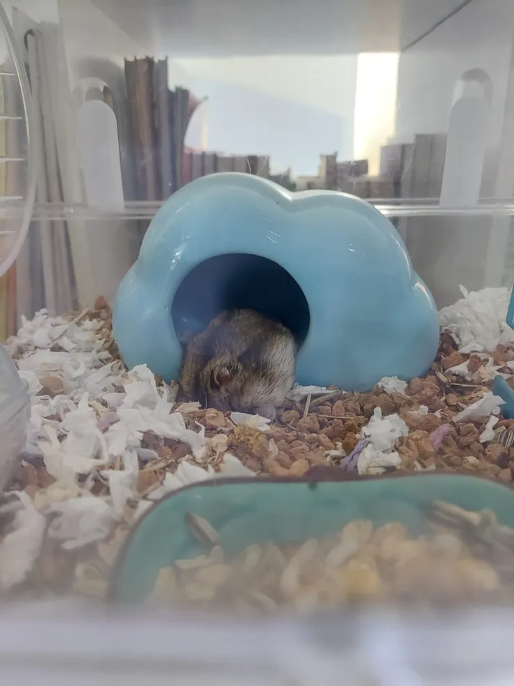 不知道怎麼睡的，從窩窩裡流出來了。