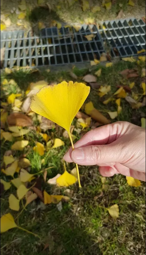 攝影於2019年金海市後來讓他回歸原本土地上了