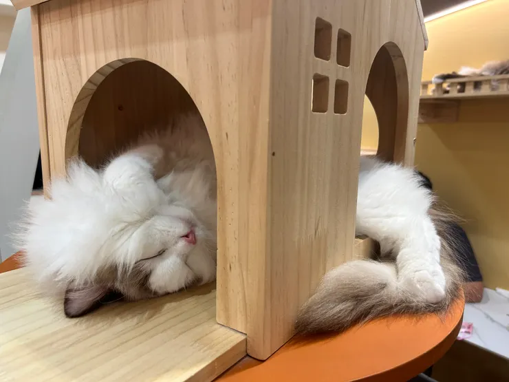 睡到翻過來的貓