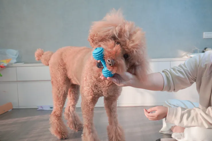 圖說:讓狗狗咬橡膠骨頭紓解,以免他們成為拆家大王!(資料來源:臭味滾)