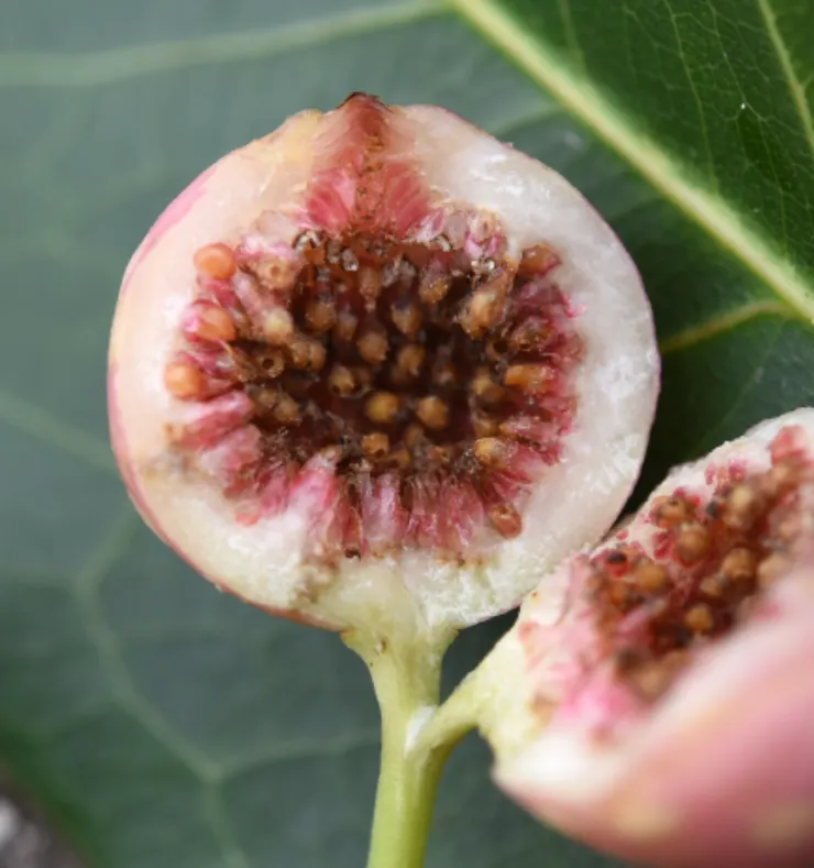 榕樹的果實，跟無花果一樣