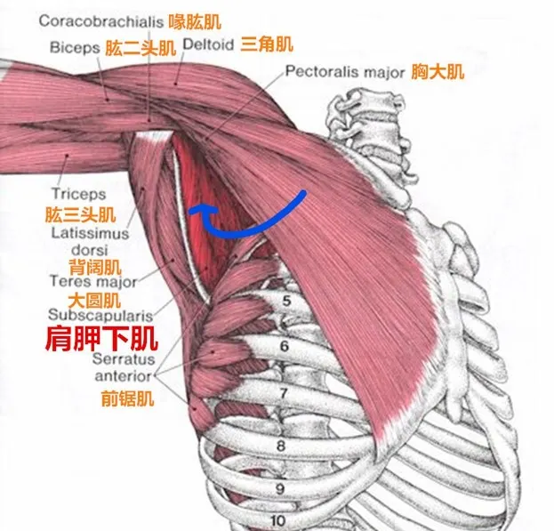腋窩是不為人重視的重要筋膜點，放鬆它，對於頸肩手臂的活動度與循環都有幫助。科大運休系講師