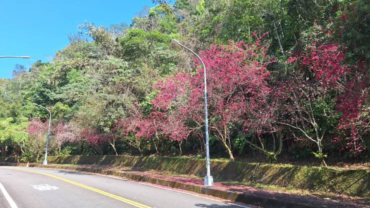 暨南大學後門櫻花大道