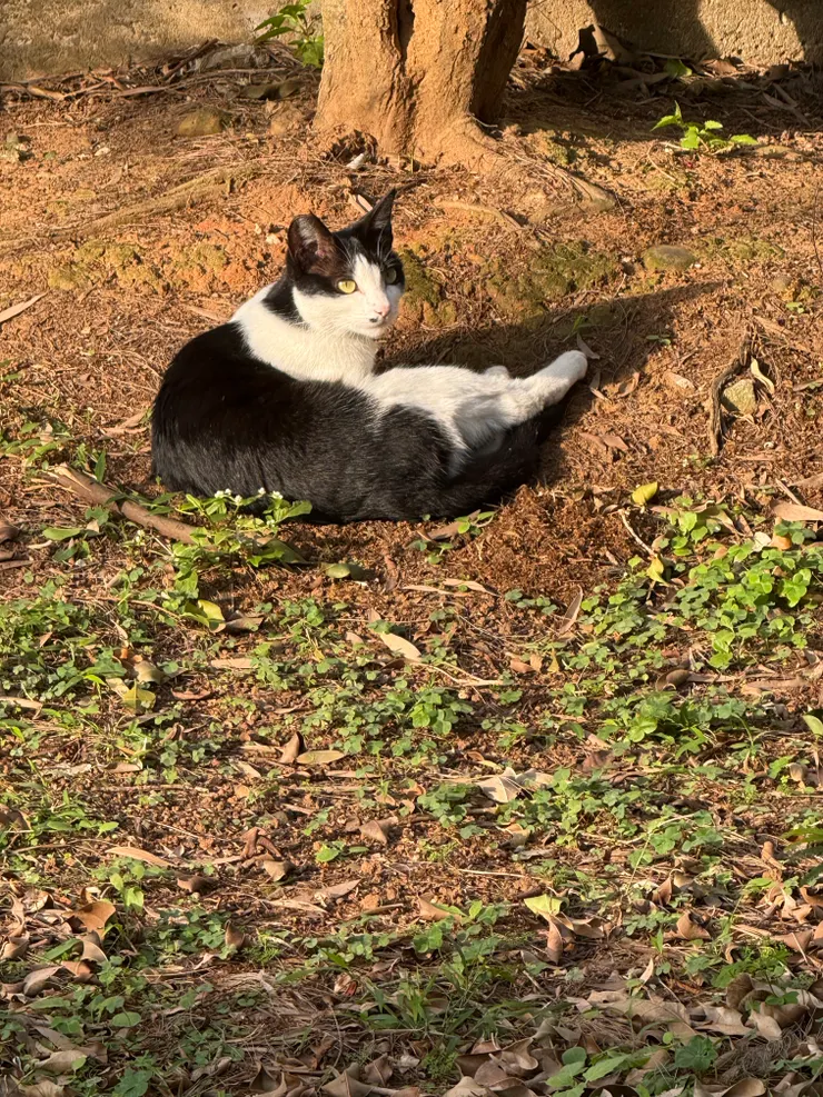 2026/01/05 散步看到的貓