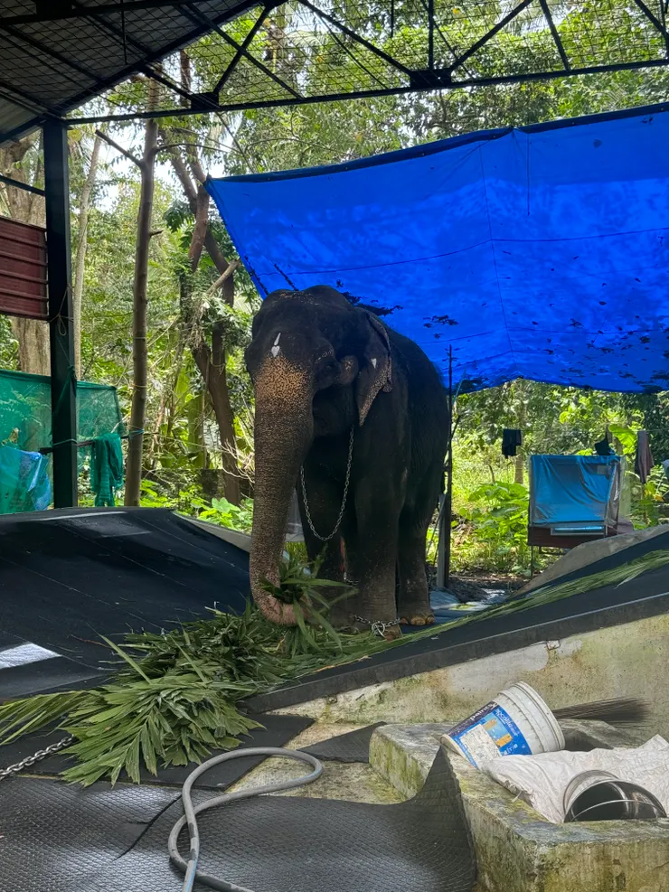 被鐵鍊拴住的大象