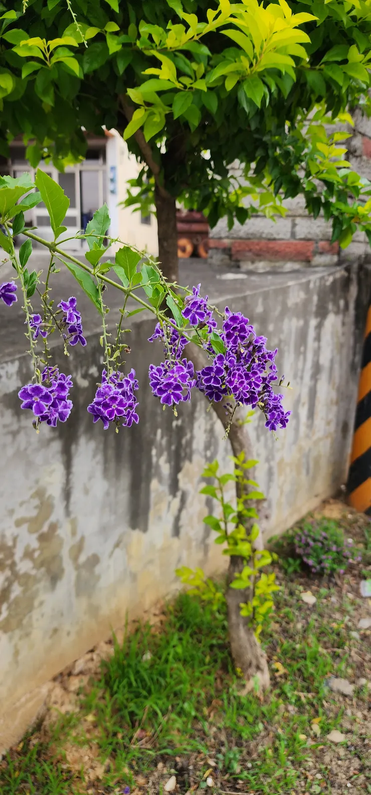 很喜歡這樣的花草