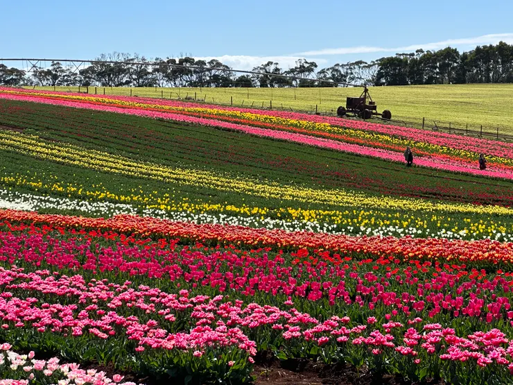 Table Cape Tulip Farm