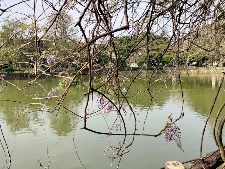 因花量不多,需要一些技巧才能拍到好看的紫藤~