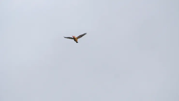 鸛嘴翡翠 Stork-billed kingfisher