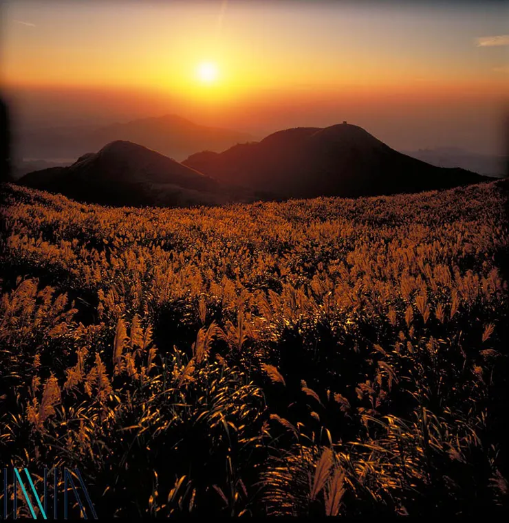 圖2 大屯山菅芒 案名：臺灣各地風景 檔號：0082/BS4/1 來源機關：行政院新聞局 管有機關：國家發展委員會檔案管理局