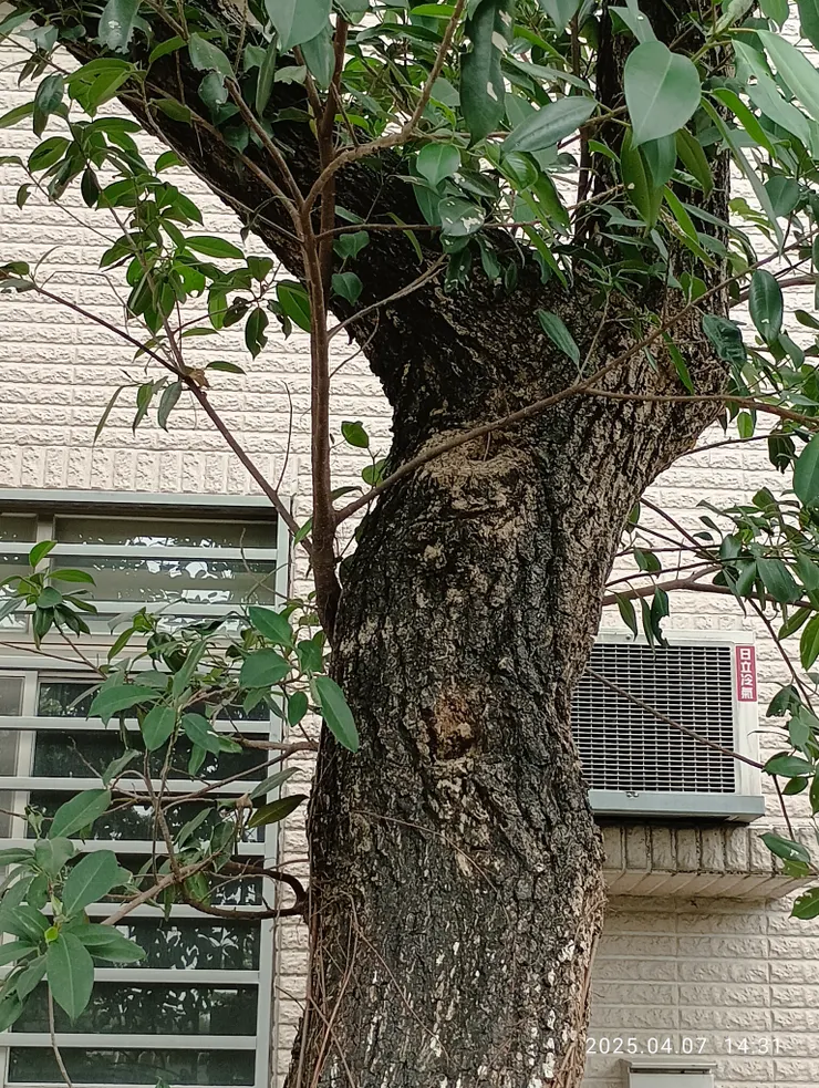 雞冠刺桐樹幹無刺有別於其他刺桐（珊瑚刺桐樹幹也無刺），自拍攝