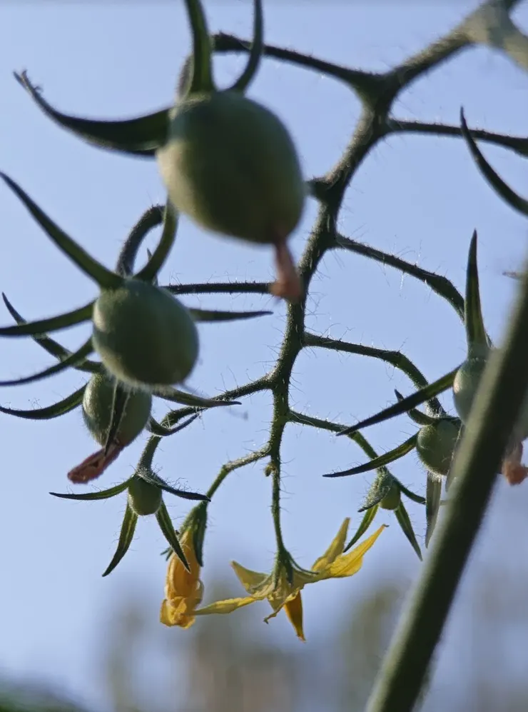 生的青番茄裡有「龍葵素」，和發芽馬鈴薯一樣，吃多了會鬧肚子🌿田尾綠手指