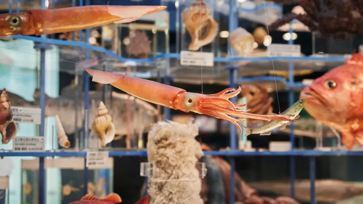 圖片來源：国立科学博物館