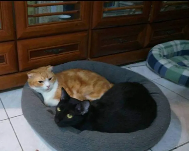 小咪和小黑擠在一起(李建崑攝影)