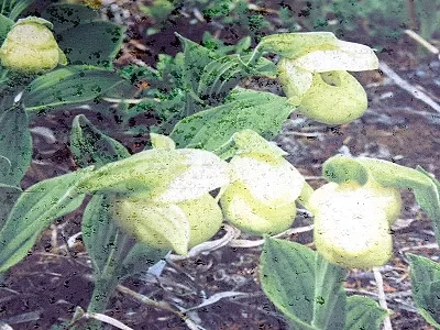 src
