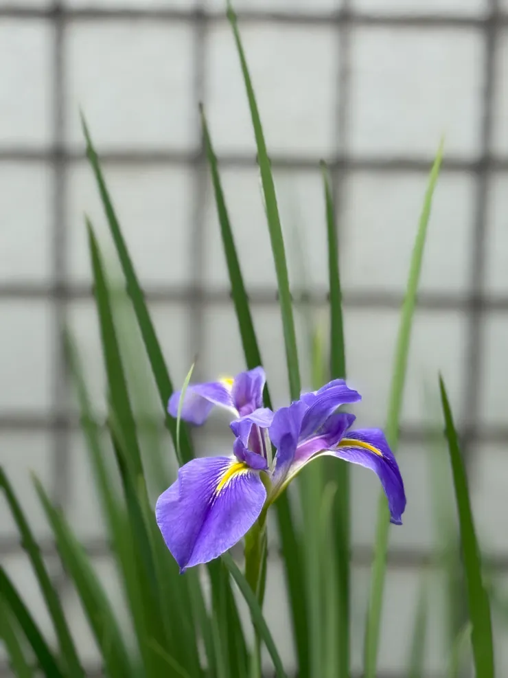 一期一會的鳶尾花