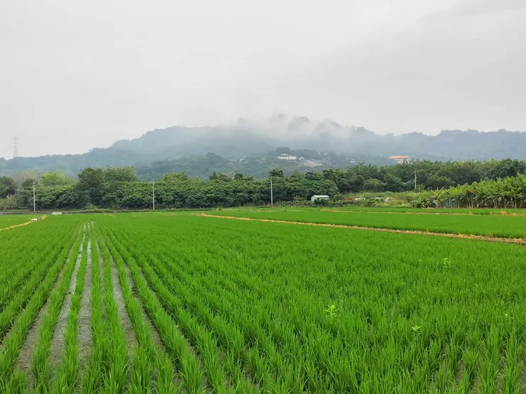 稻田 Mingling攝