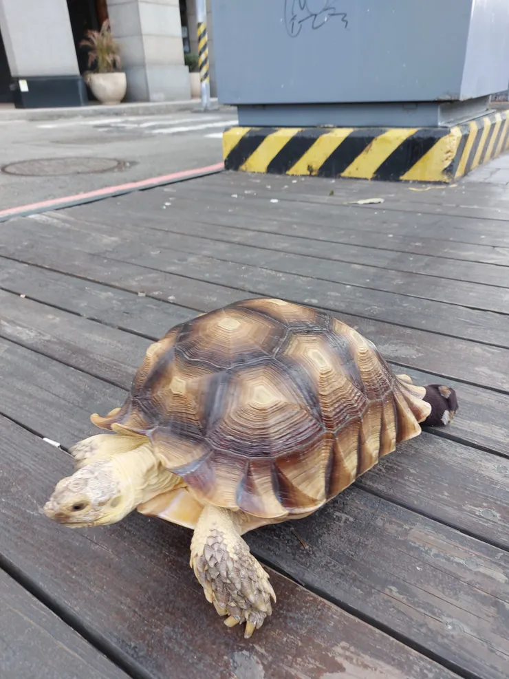 養了3年了，👍👍，慢條斯理的慢慢走😀