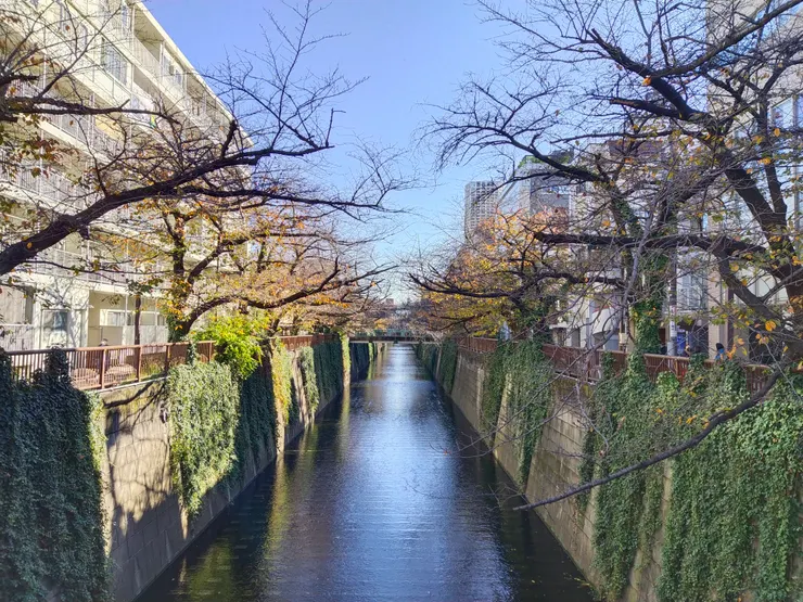 櫻花盛開時一定美到爆炸