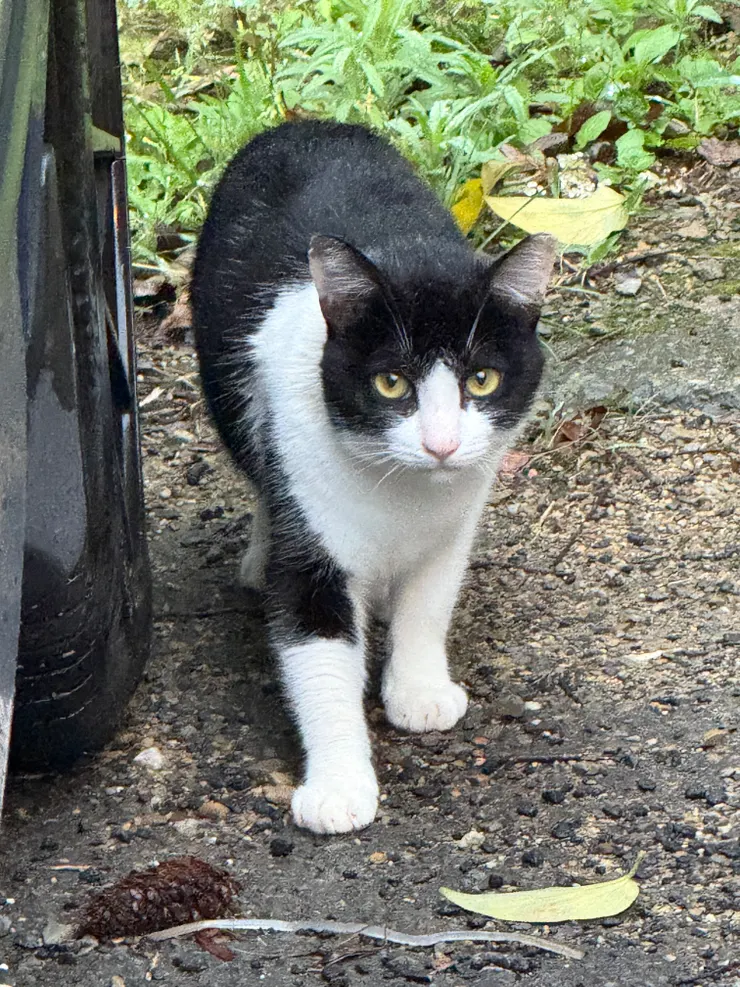 2026/04/30 可愛的貓