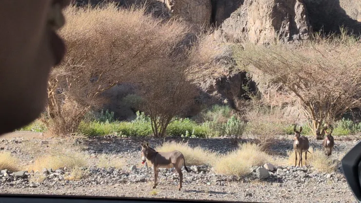 嚼菸盒的驢，Photo: Zora @ Route 8285 in Wadi Al Fora'a (July 8, 2025)