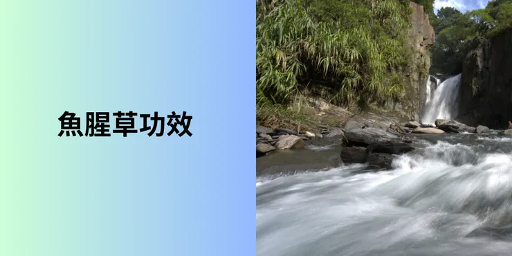 魚腥草主要功效