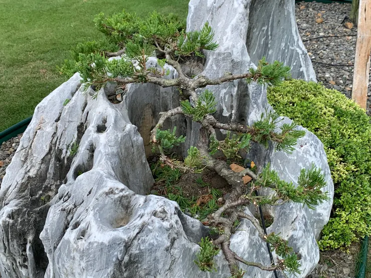 露營地營主已將這棵樹修剪好了。