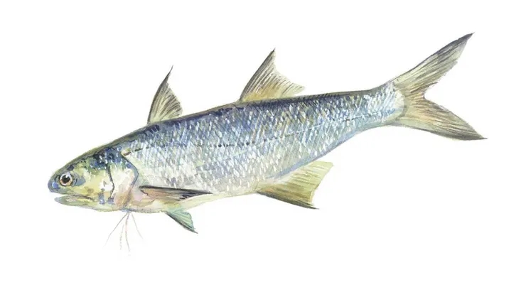 繪圖/林哲緯，連結有針對台灣好魚詳細的好文介紹。