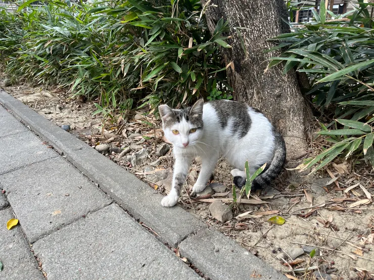 在新化巧遇親人小貓