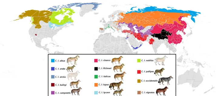 狼（灰狼）曾是地球上分佈最廣的哺乳動物，主要棲息於北半球的溫帶、寒帶森林、草原、沙漠與山地。